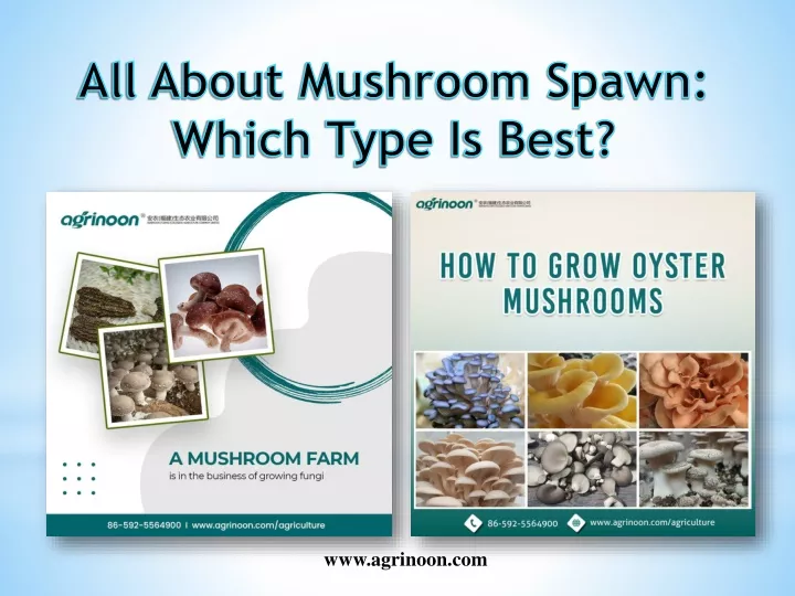 all about mushroom spawn which type is best