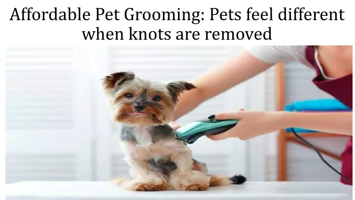 affordable pet grooming pets feel different when knots are removed