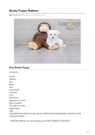 brady puppy maltese