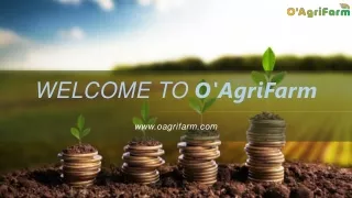 Obtain Coriander seeds at Best Prices| O'AgriFarm
