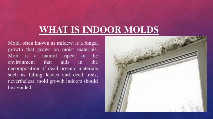 what is indoor molds