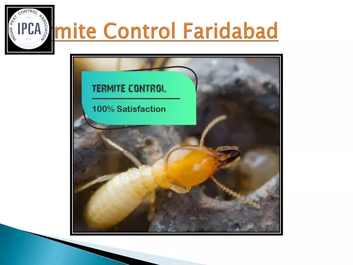 termite control faridabad