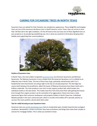 CARING FOR SYCAMORE TREES IN NORTH TEXAS