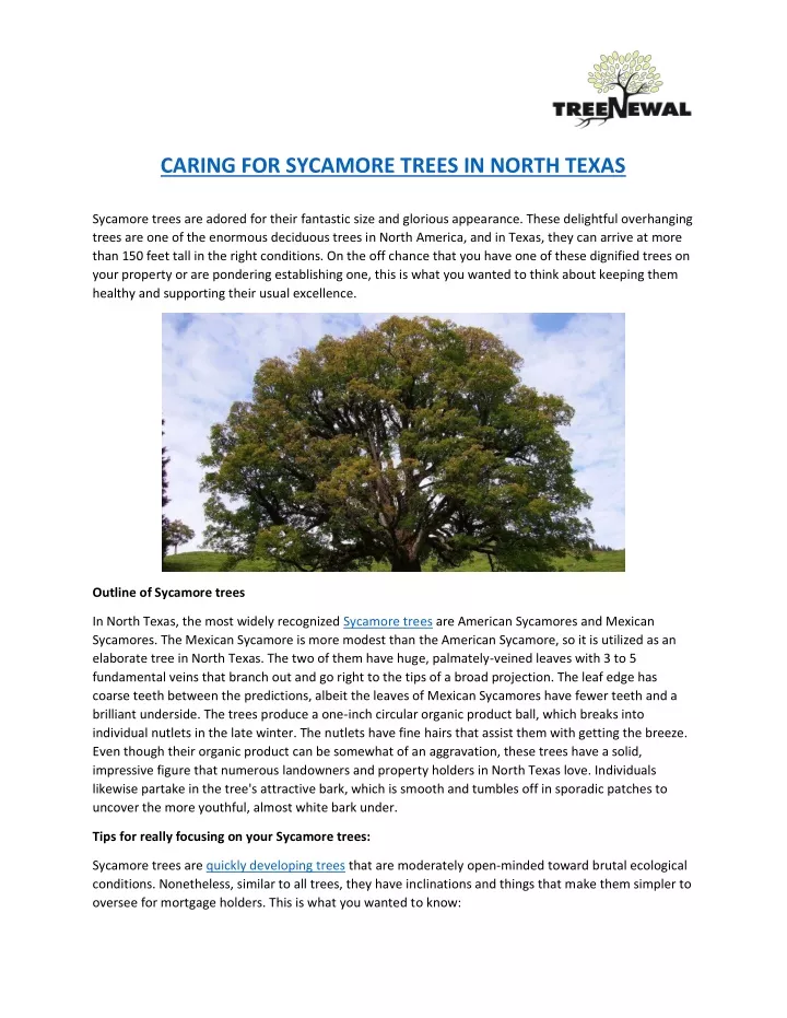 caring for sycamore trees in north texas