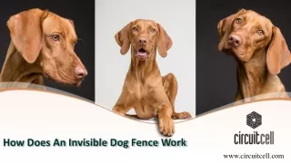 How Does An Invisible Dog Fence Work