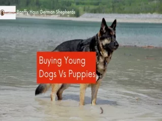 Buy Young Dogs Vs Puppies