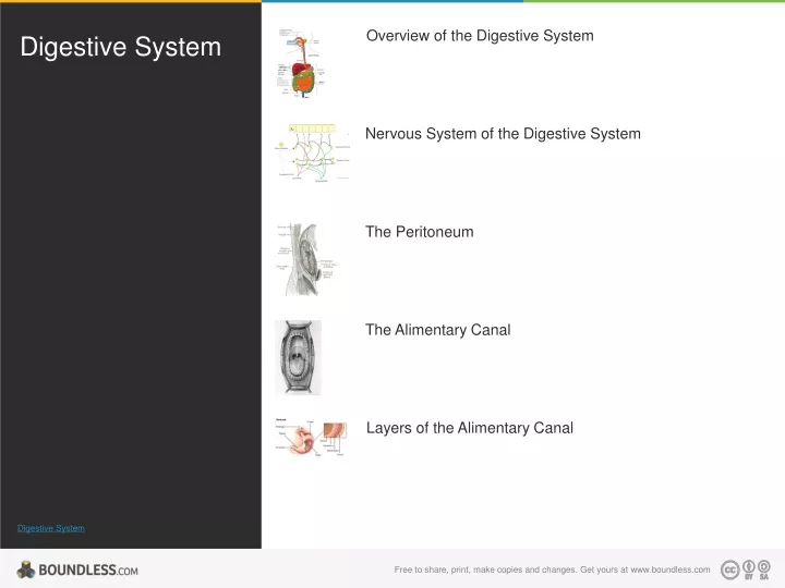 digestive system