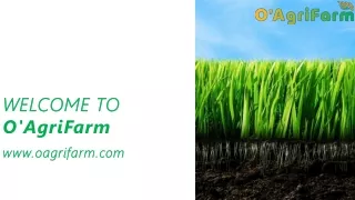 Get to know about Basmati rice prices| O'AgriFarm