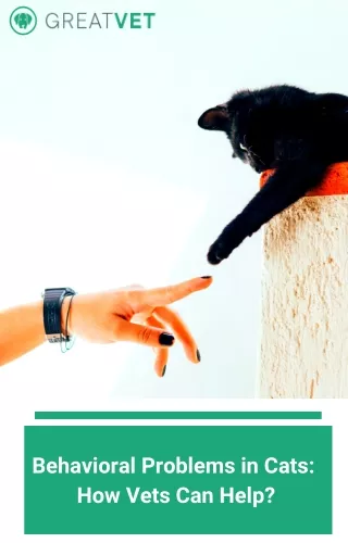 behavioral problems in cats how vets can help