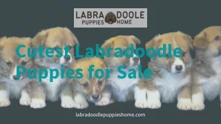 Labradoodle Puppies Home| Cutest Labradoodle Puppies for Sale
