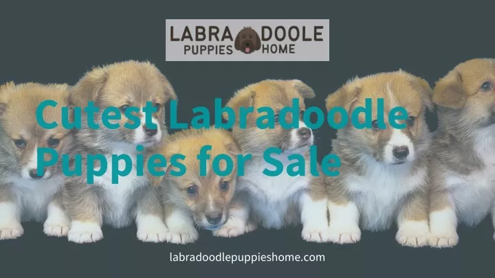 cutest labradoodle puppies for sale