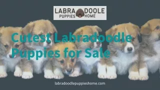 Labradoodle Puppies Home|Cutest Labradoodle Puppies for Sale