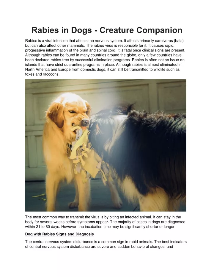 rabies in dogs creature companion