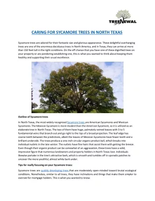 caring for sycamore trees in north texas