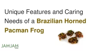 Unique Features and Caring Needs of a Brazilian Horned Pacman Frog