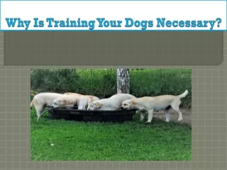 Why Is Training Your Dogs Necessary?