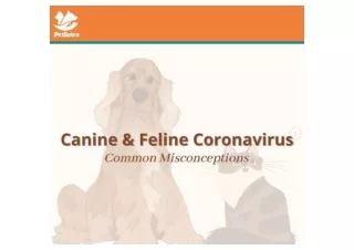 Canine & Feline Coronavirus - Common Misconceptions - PetSutra