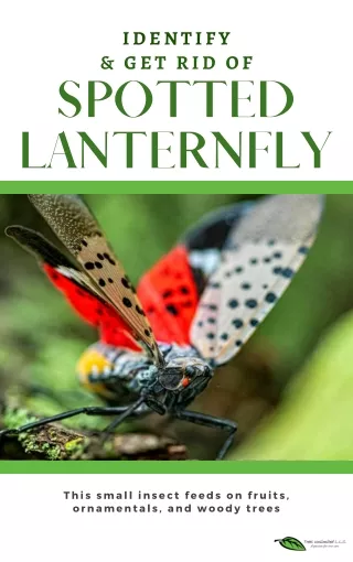 Spotted Lanternfly: How to Identify and Get Rid of them