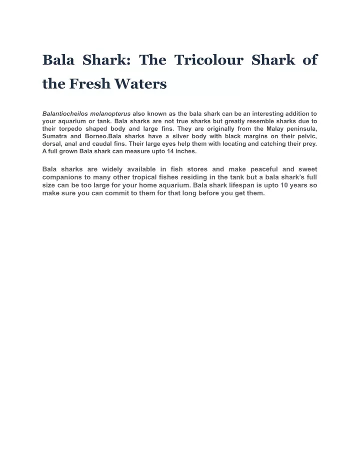 bala shark the tricolour shark of