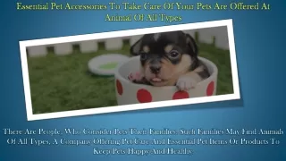 Essential Pet Accessories to Take Care of Your Pets Are Offered at Animal Of All