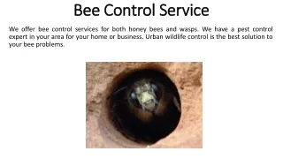 bee control service
