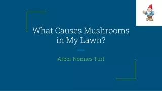 What Causes Mushrooms in My Lawn?