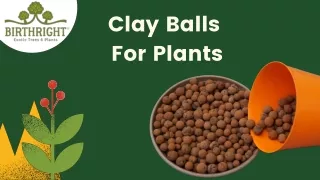 Clay Balls For Plants