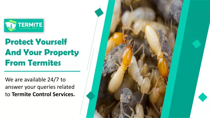protect yourself and your property from termites