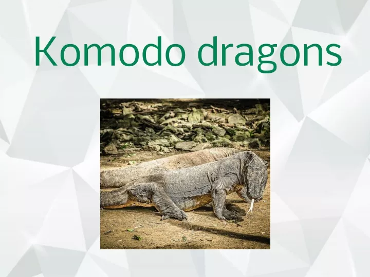 komodo dragons