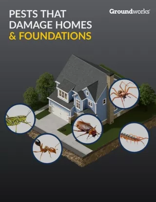 Pests That Damage Homes and Foundations
