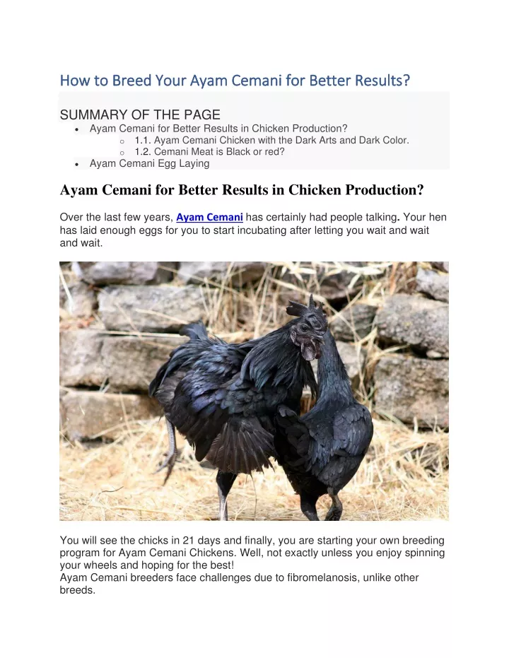 how to breed your ayam cemani for better results