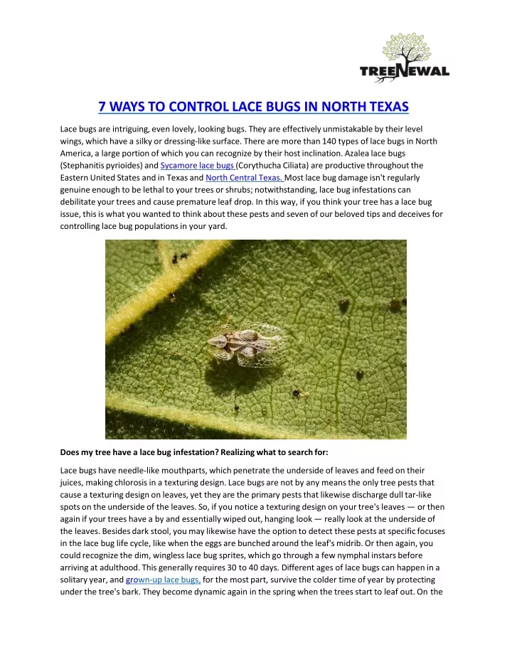 7 ways to control lace bugs in north texas lace