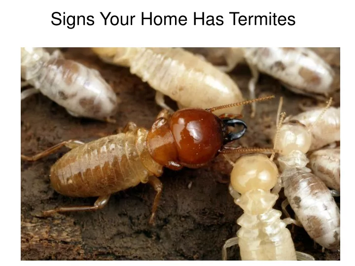 signs your home has termites