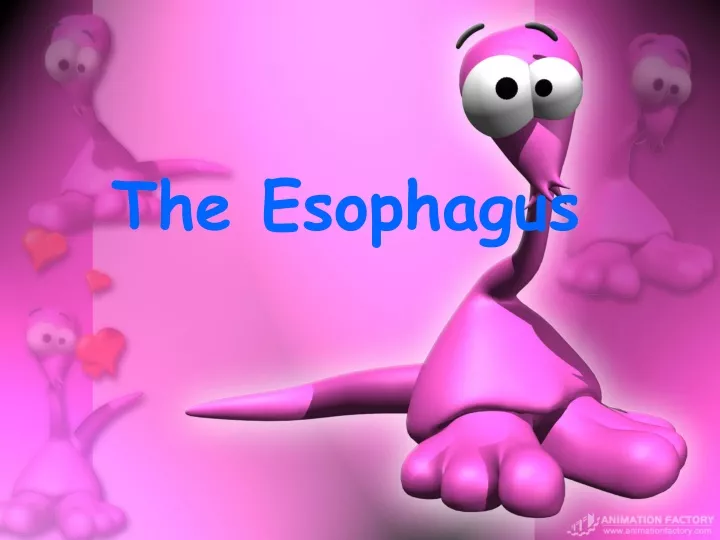 the esophagus