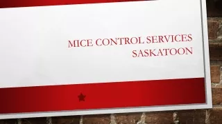 Mice control and removal Services Saskatoon