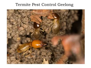 termite pest control geelong