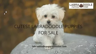 Cutest Labradoodle Puppies for Sale