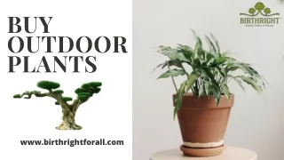 Buy Outdoor Plants