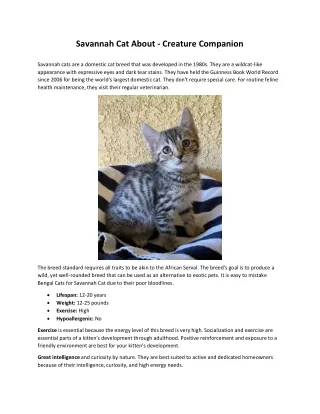 savannah cat about creature companion