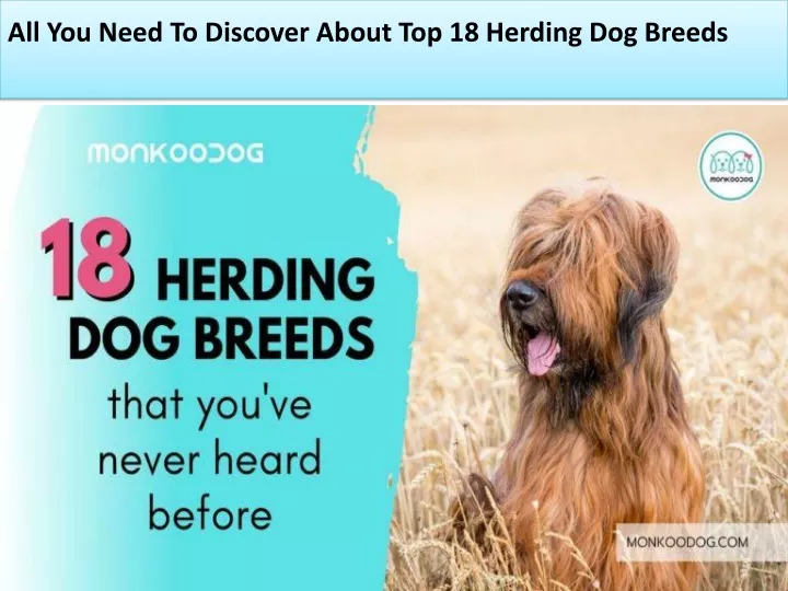 all you need to discover about top 18 herding dog breeds