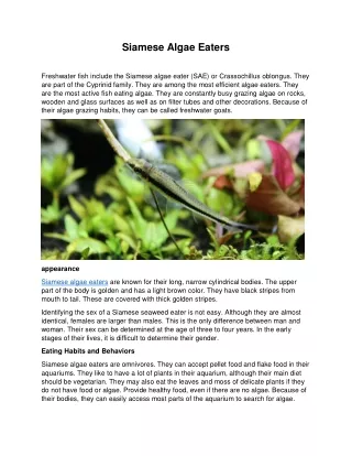 siamese algae eaters