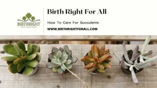 care for succulent indoor plants