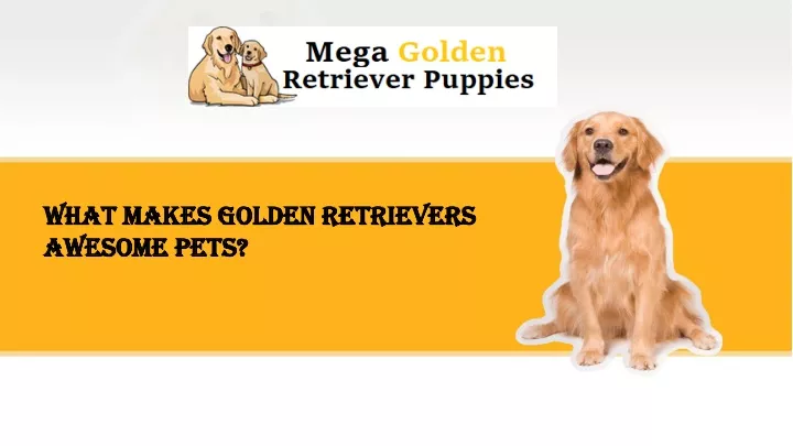 what makes golden retrievers awesome pets