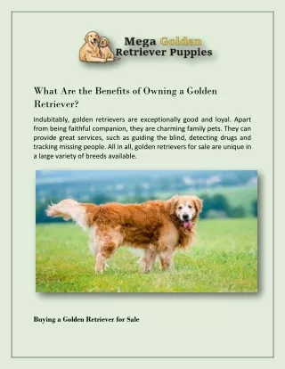 What Are the Benefits of Owning a Golden Retriever