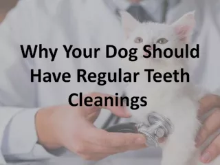 why your dog should have regular teeth cleanings