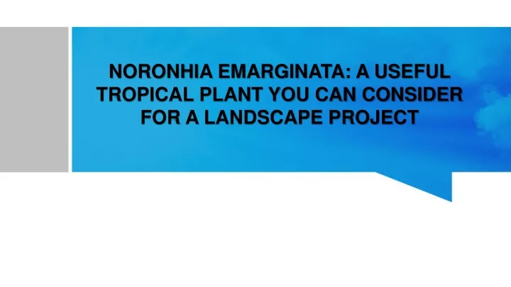 noronhia emarginata a useful tropical plant you can consider for a landscape project