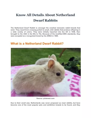 Know All Details About Netherland Dwarf Rabbits