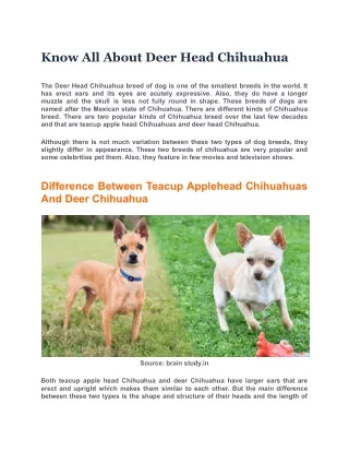 Know All About Deer Head Chihuahua