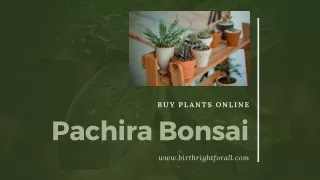 Buy Pachira Bonsai