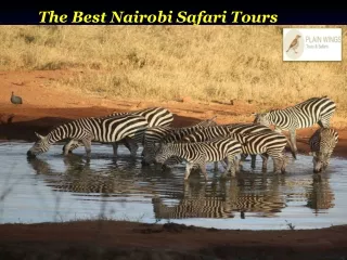 The Best Nairobi Safari Tours